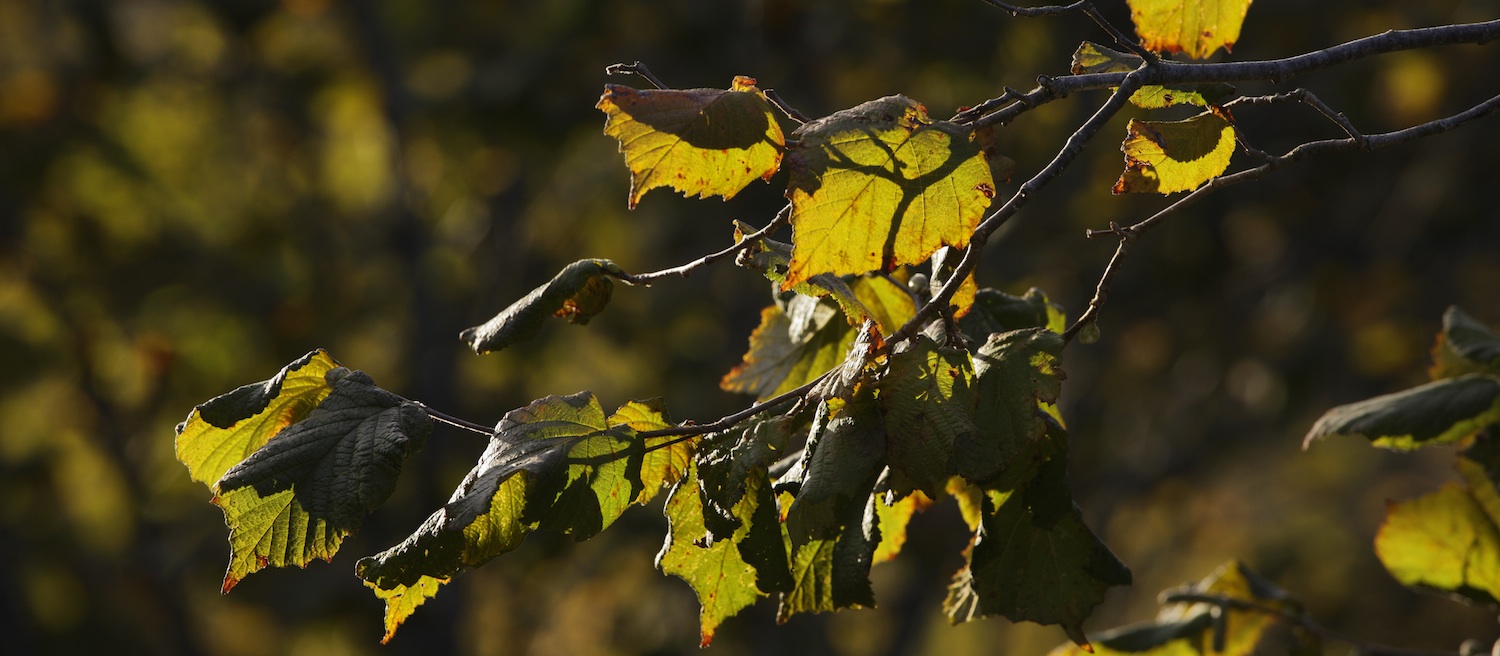 RESISTANCE FIGHTERS AMONG THE HAZEL TREES