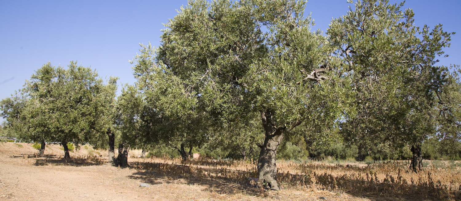 ESSENCE OF THE MEDITERRANEAN AMONG OLIVE AND HAZELNUT TREES —2 days—
