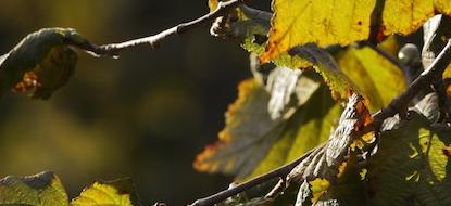 RESISTANCE FIGHTERS AMONG THE HAZEL TREES